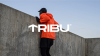 Tribu